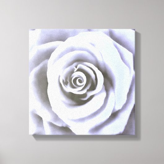 Rose "Big Bale Blue" Leinwanddruck (Vorderseite)