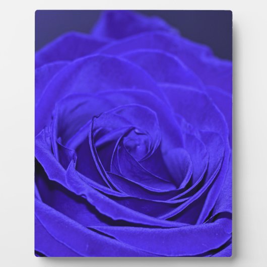 Rose Blauer Velvet Fotoplatte (Vorderseite)