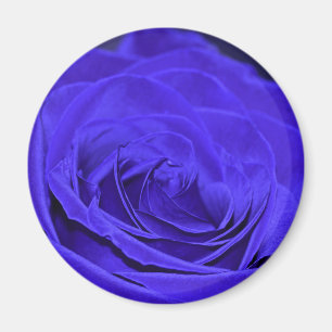 Rose Blauer Velvet Magnet