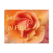 Rose Blossom / Aprikosenpfirsich / Nahes Foto