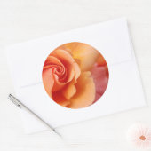 Rose Blossom / Aprikosenpfirsich / Nahes Foto Runder Aufkleber (Umschlag)