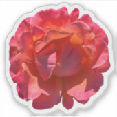 Rose Blossom Aufkleber (Vorderseite)