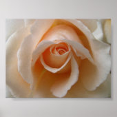 Rose Blossom Nah Poster (Vorne)