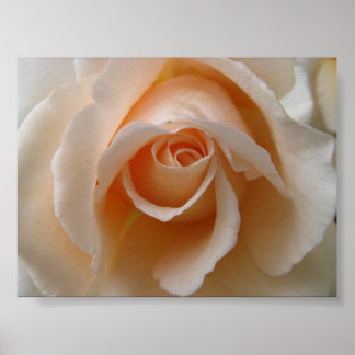 Rose Blossom Nah Poster