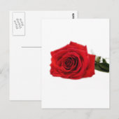 Rose blüht Blume Zerstöre Liebe des Friedens Postkarte (Vorne/Hinten)