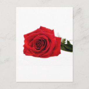 Rose blüht Blume Zerstöre Liebe des Friedens Postkarte