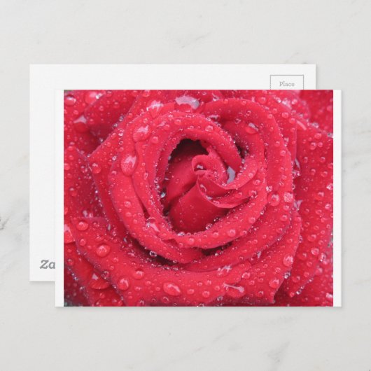 Rose Blume blühen Blütenblätter Wassertropfen Postkarte (Vorne/Hinten)