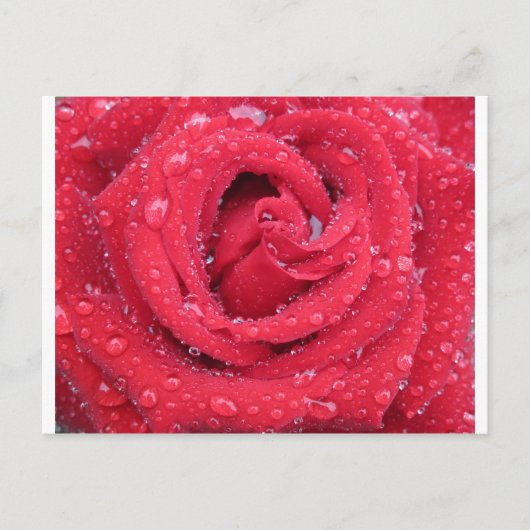 Rose Blume blühen Blütenblätter Wassertropfen Postkarte (Vorderseite)