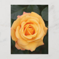Rose Blume Blume Liebe Ehefrau Liebespaar