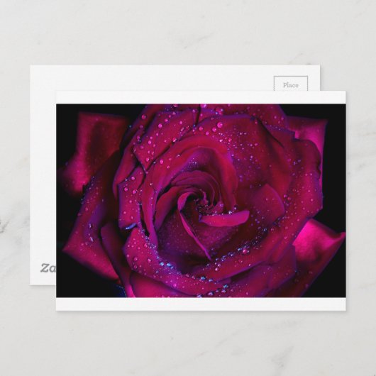 Rose Blume Blume Rotwassertröpfchen Datum Tanz Postkarte (Vorne/Hinten)