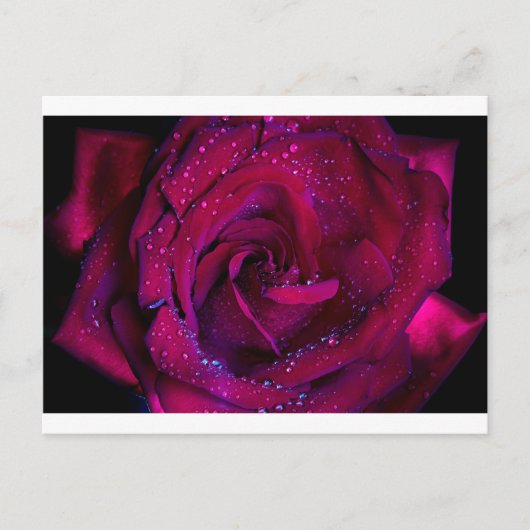 Rose Blume Blume Rotwassertröpfchen Datum Tanz Postkarte (Vorderseite)