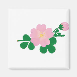 Rose Blume Brillenrosa Blume Blumenblüte Magnet