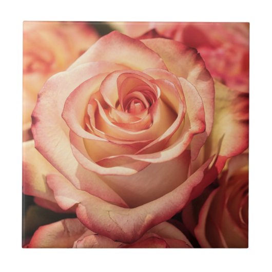 Rose-Blume Fliese (Vorderseite)