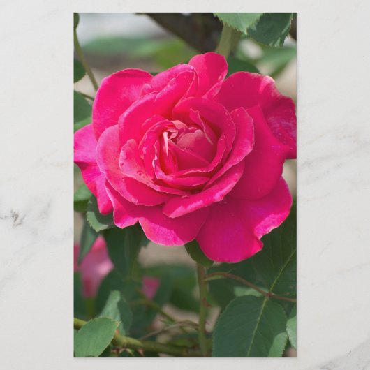 Rose Blume Flyer (Vorne)