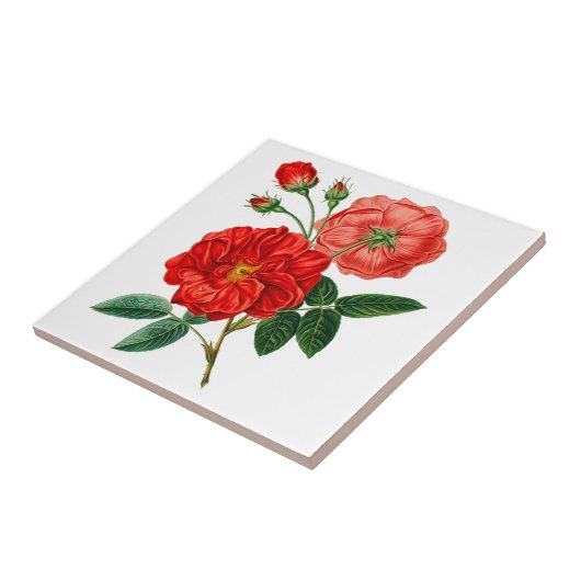 Rose Blume Keramik Tile Fliese (Seite)