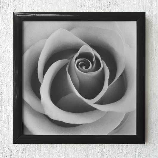 Rose Blume Nah Schwarz-Weiß-Fotografie Poster
