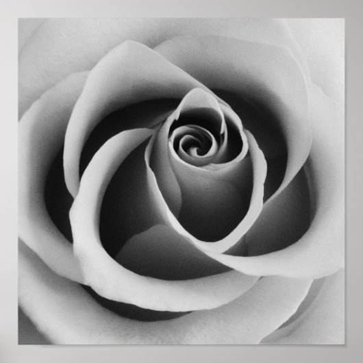 Rose Blume Nah Schwarz-Weiß-Fotografie Poster (Vorne)