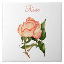 Rose Blume Pfirsich und rosa botanische Aquarellfa Fliese