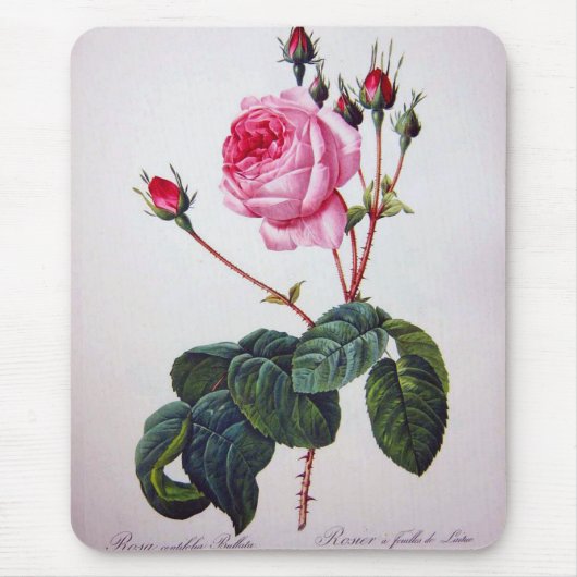 Rose Blume, Pierre Joseph Redouté Mousepad (Vorne)