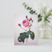 Rose Blume, Pierre Joseph Redouté Postkarte (Stehend Vorderseite)