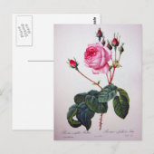 Rose Blume, Pierre Joseph Redouté Postkarte (Vorne/Hinten)