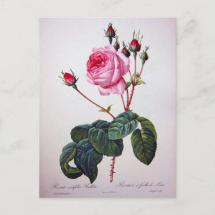 Rose Blume, Pierre Joseph Redouté Postkarte