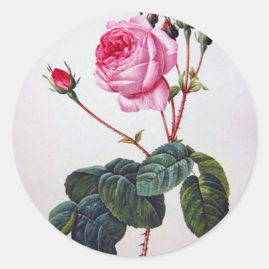 Rose Blume, Pierre Joseph Redouté Runder Aufkleber (Vorderseite)