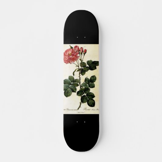 Rose Blume, Pierre Joseph Redouté Skateboard (Vorne)
