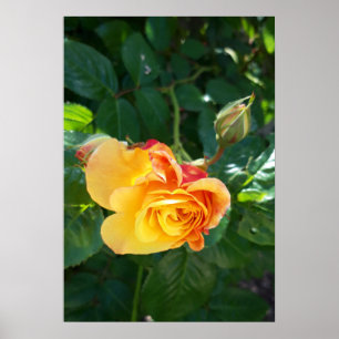 Rose Blume Poster