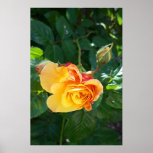 Rose Blume Poster