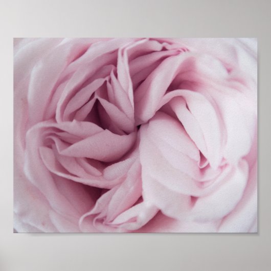 Rose | BLUME Poster (Vorne)