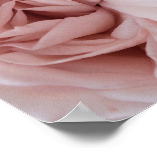 Rose | BLUME Poster (Ecke)