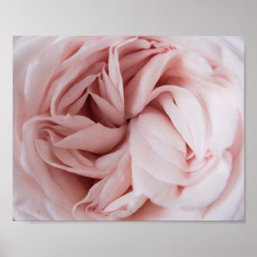 Rose | BLUME Poster (Vorne)