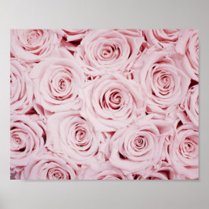 Rose   BLUME Poster