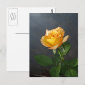 Rose Blume Postkarte (Vorne/Hinten)