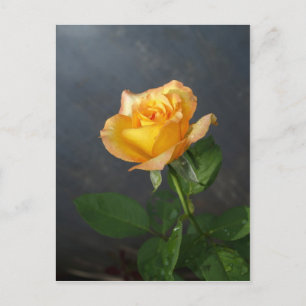 Rose Blume Postkarte