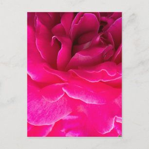 Rose Blume Postkarte