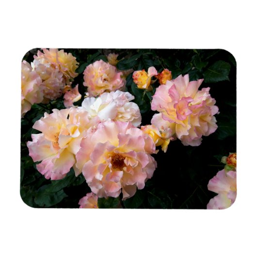Rose Blume, rosa Gelbe Rosen Magnet (Horizontal)
