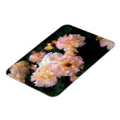 Rose Blume, rosa Gelbe Rosen Magnet (Linke Seite)
