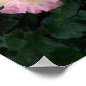 Rose Blume, rosa Gelbe Rosen Poster (Ecke)