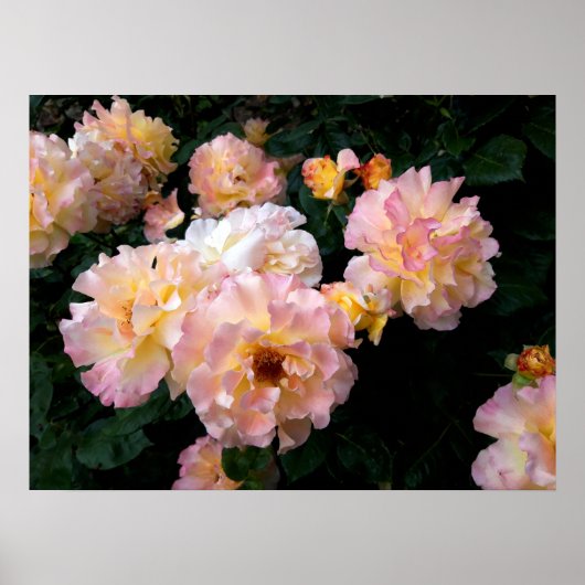 Rose Blume, rosa Gelbe Rosen Poster (Vorne)