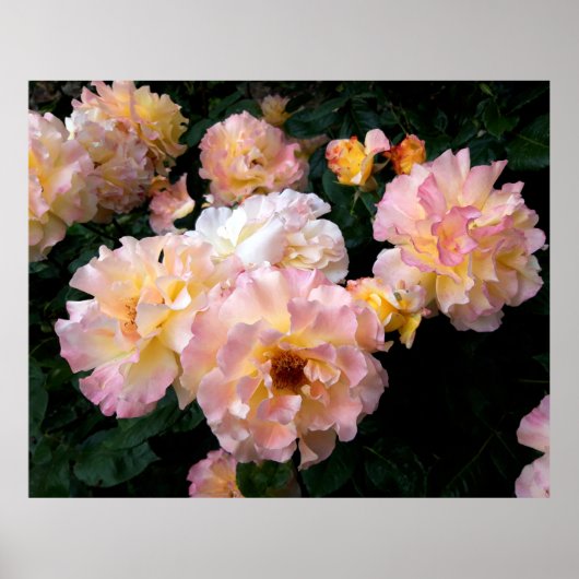 Rose Blume, rosa Gelbe Rosen Poster (Vorne)