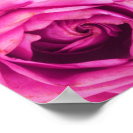 Rose Blume Rosa Poster