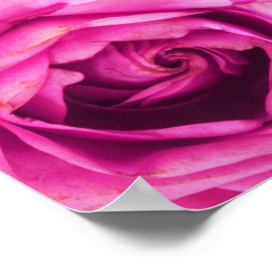 Rose Blume Rosa Poster (Ecke)