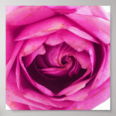 Rose Blume Rosa Poster (Vorne)