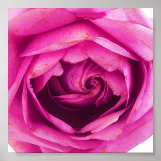 Rose Blume Rosa Poster (Vorne)