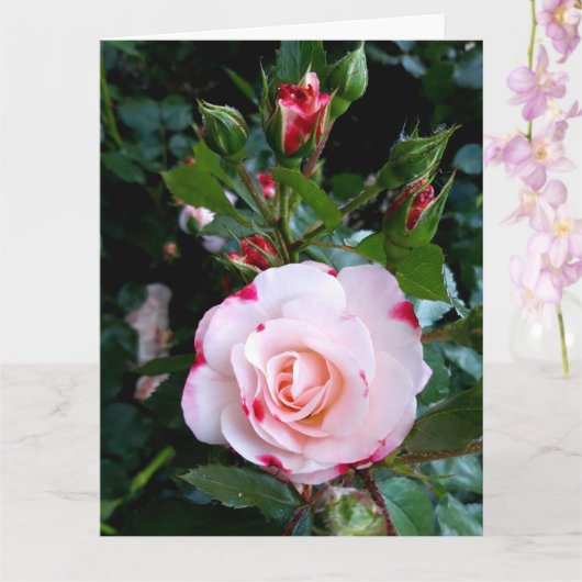 Rose Blume, Rosa Rosa Rose Karte (Orchidee)