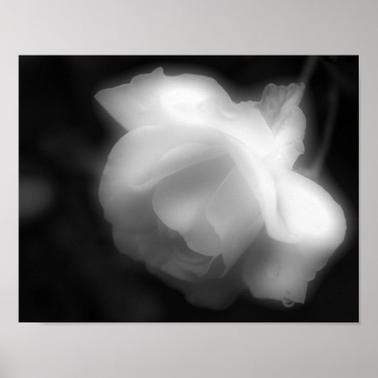 Rose Blume Schwarz-weiß Foto drucken Poster (Vorne)
