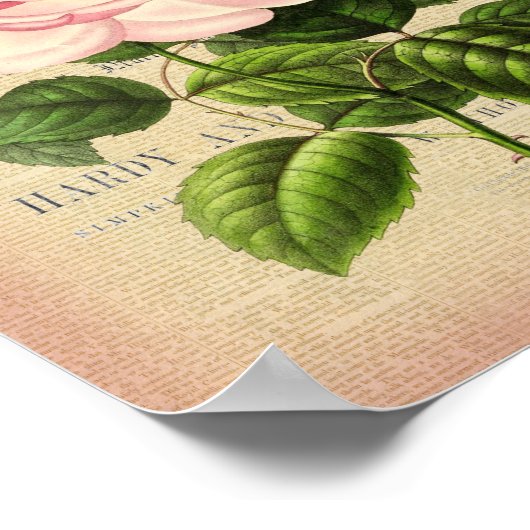 Rose Blume Vintages feminines Blumenposter Poster (Ecke)