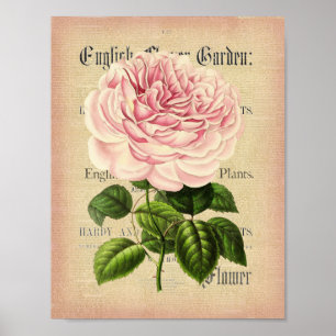 Rose Blume Vintages feminines Blumenposter Poster